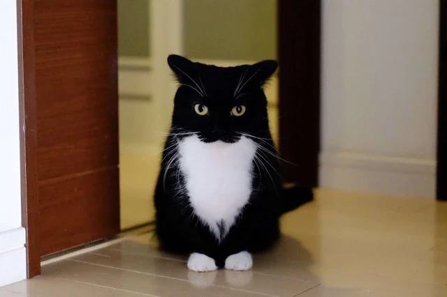 cat